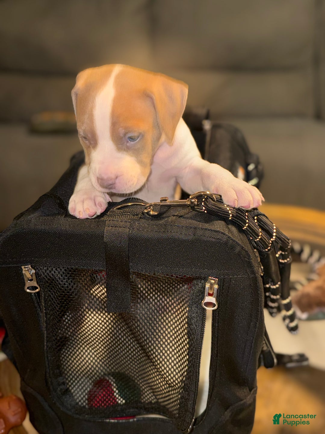 American Bully dogs for sale: Biggie - Ad 3