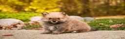 Pomeranian dogs for sale: Ben - Ad 9