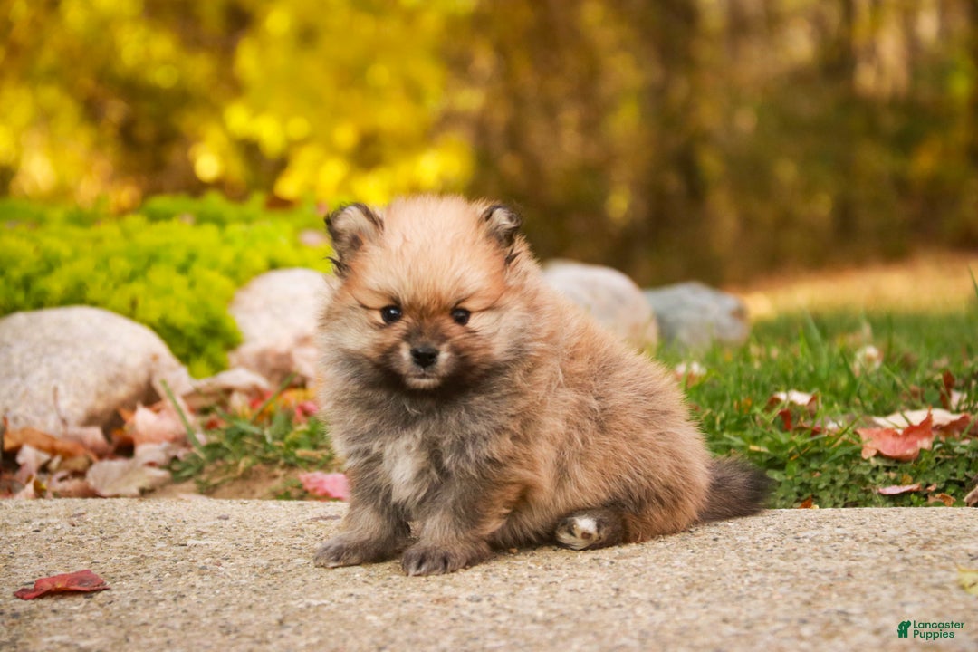 Pomeranian dogs for sale: Ben - Ad 9