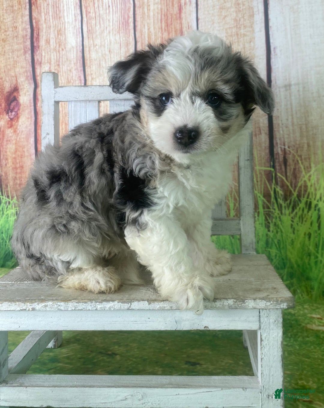 Mini Aussiedoodle dogs for sale: Gianna - Ad 11