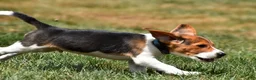 Beagle dogs for sale: Sammy - Ad 7