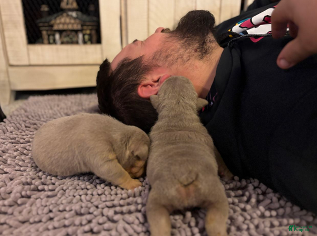 English Bulldog dogs for sale: Emma - Ad 3