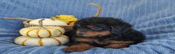 Mixed Breed dogs for sale: Smokey  - Ad 7