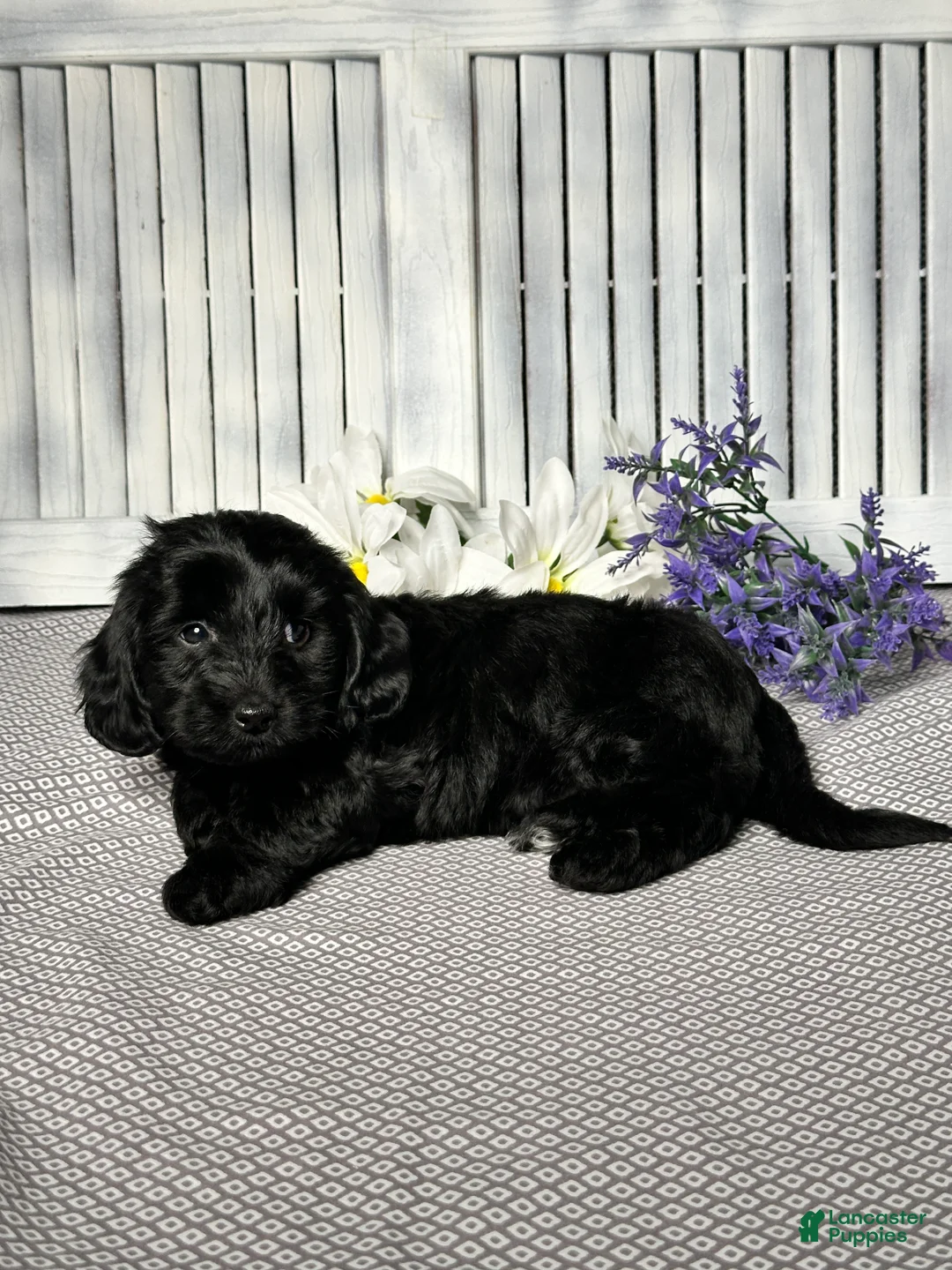 Mixed Breed dogs for sale: Jake - Ad 4