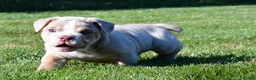 Beabull dogs for sale: Lakota - Ad 5