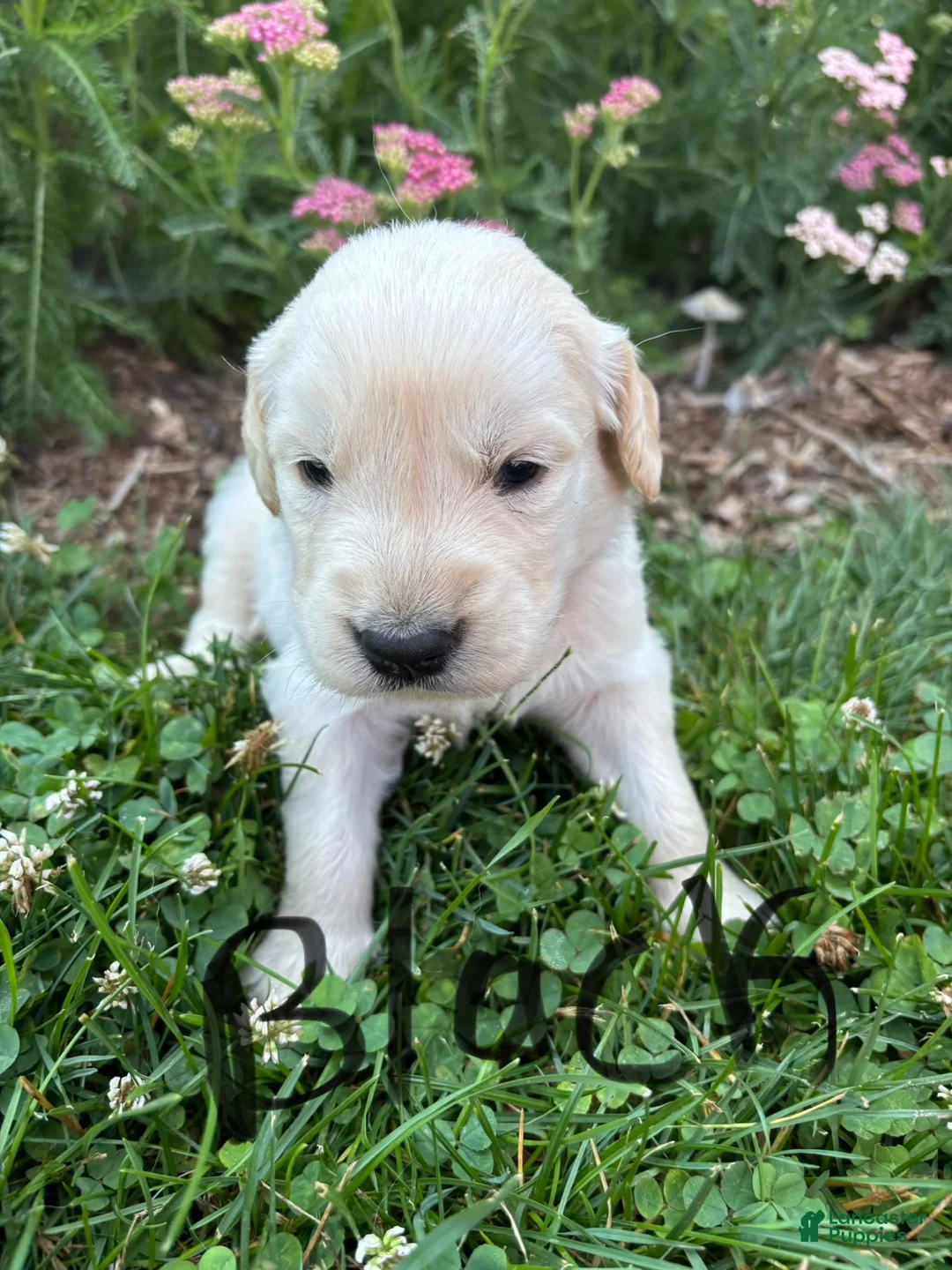 Golden Retriever dogs for sale: Golden Retriever 4 - Ad 1