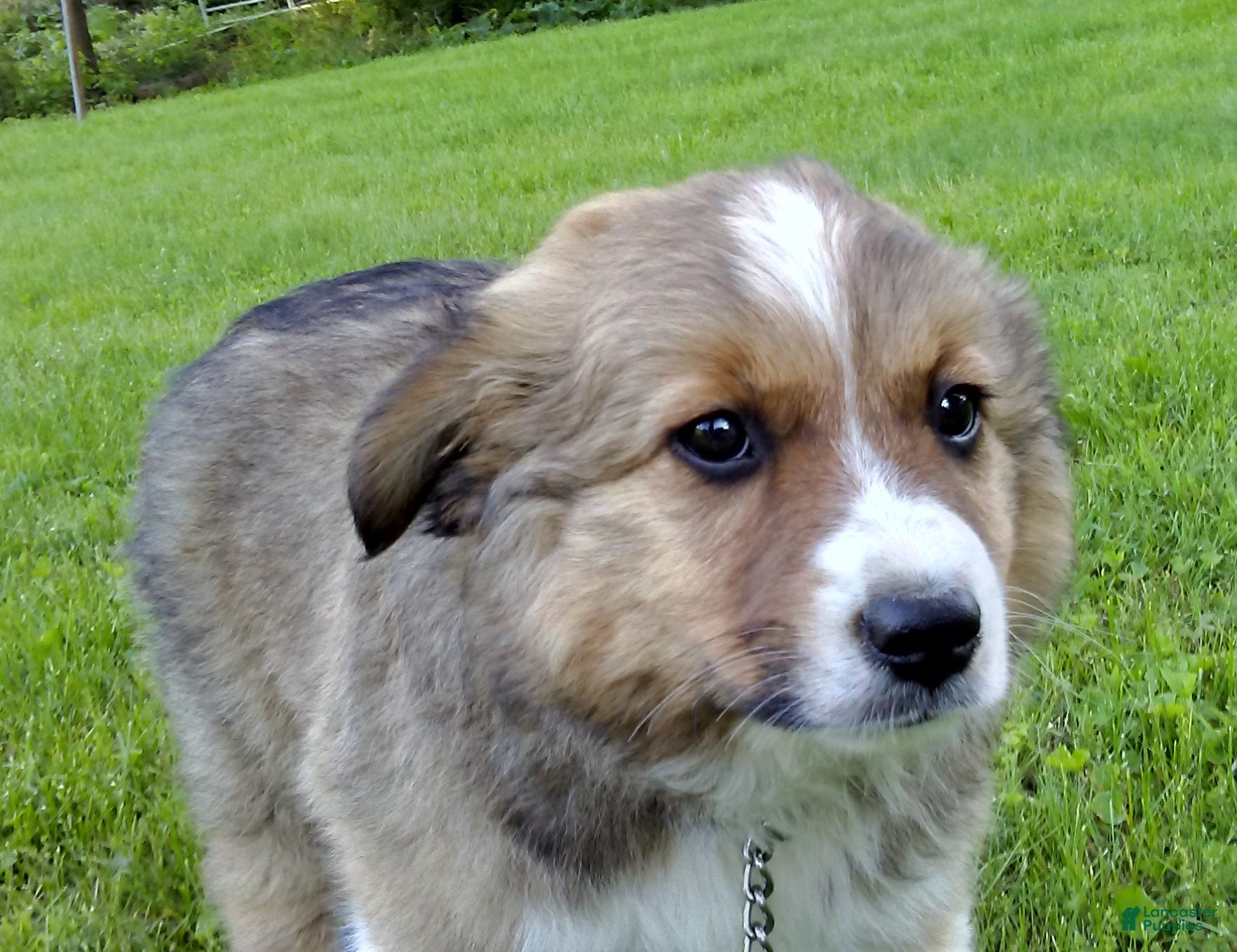 Australian Shepherd dogs Timmy - Ad 1