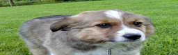 Australian Shepherd dogs for sale: Timmy - Ad 1