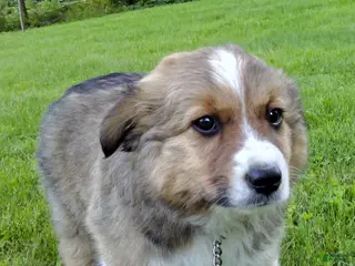 Australian Shepherd dogs for sale: Timmy - Ad 2
