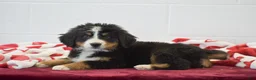 Bernese Mountain Dog dogs for sale: Tulip - Ad 2