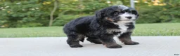 Mini Bernedoodle dogs for sale: Bess - Ad 4
