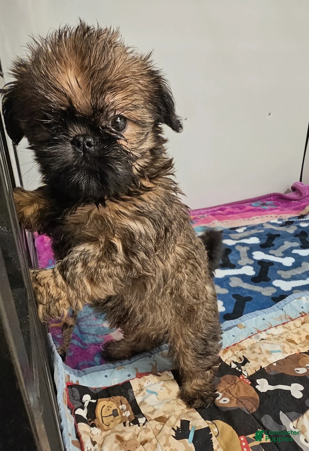 Mixed Breed dogs for sale: Mixed Breed Puppy 1 - Ad 2
