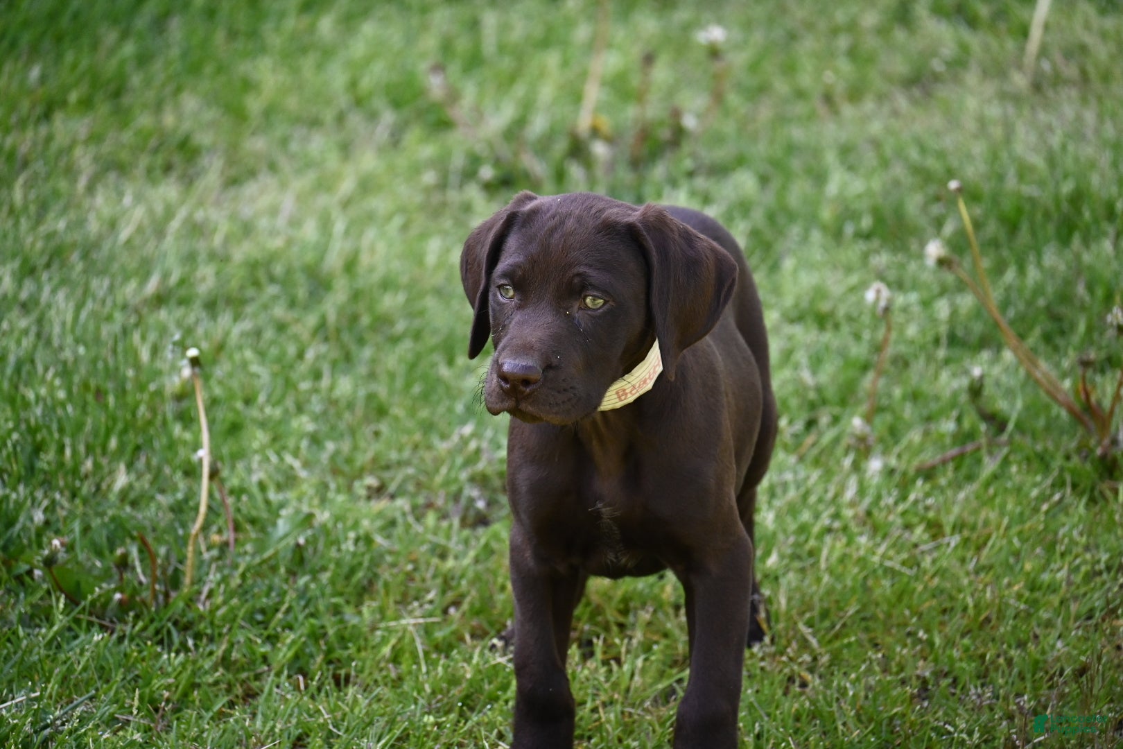 German Shorthaired Pointer dogs Beauty - Ad 14