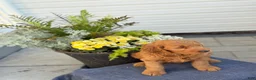 Goldendoodle dogs for sale: Tasha - Ad 7