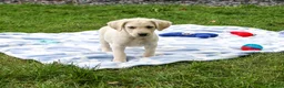 Labrador Retriever dogs for sale: Rambo - Ad 5
