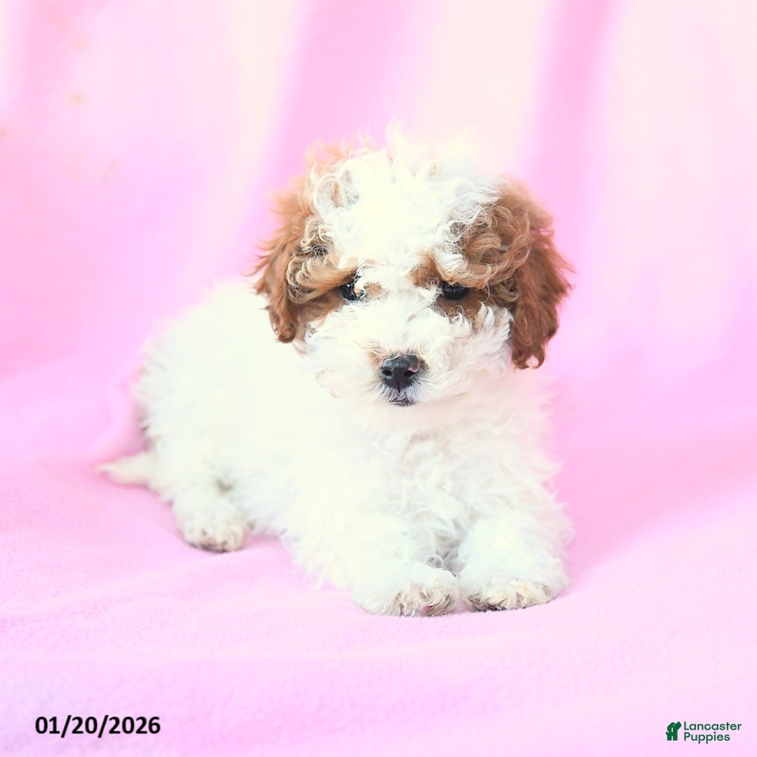 Toy Poodle dogs for sale: Rain - Ad 5