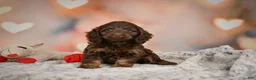 Cockapoo dogs for sale: Sandy - Ad 4