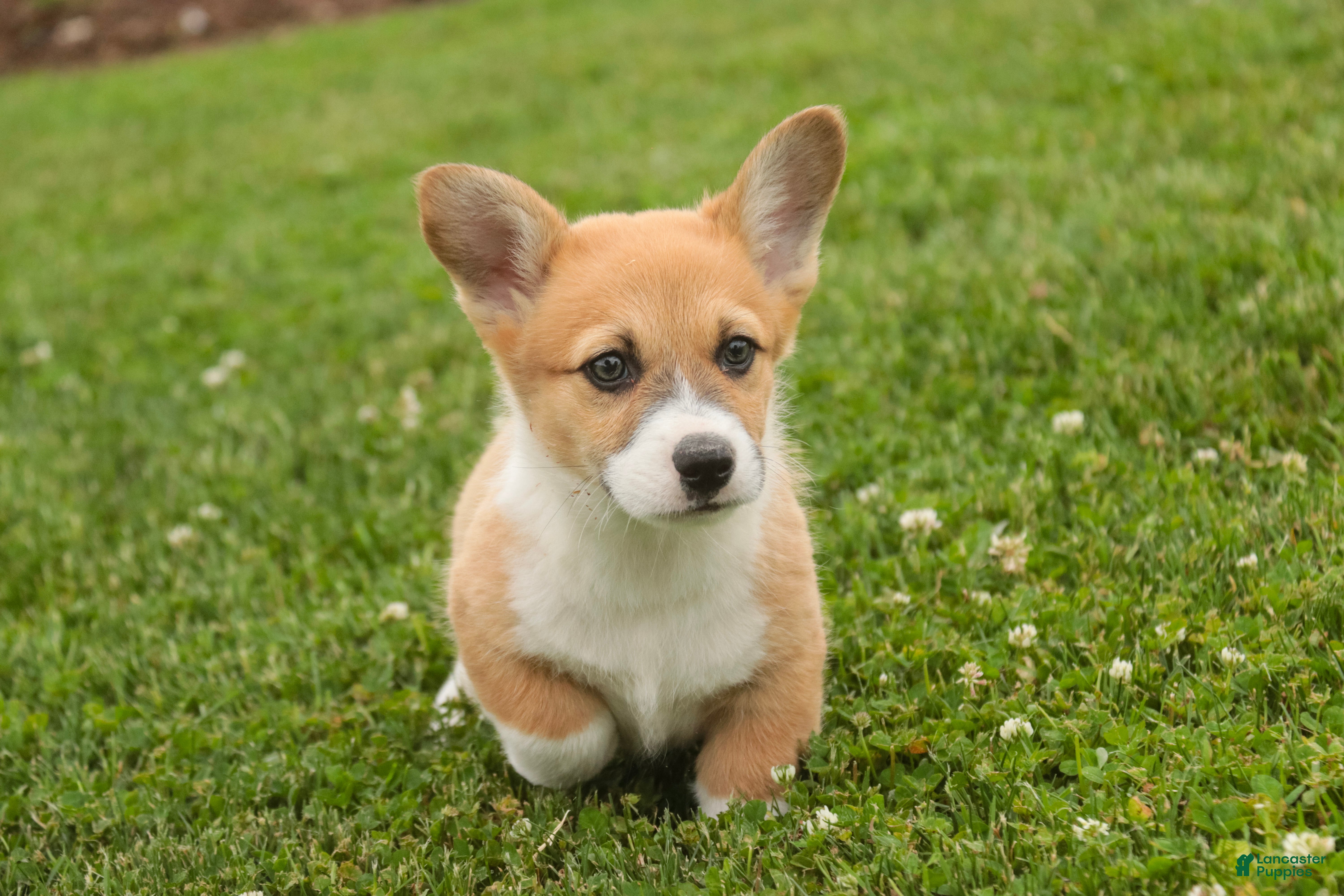 Welsh Corgi Pembroke dogs Ripley - Ad 2