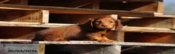 Miniature Dachshund dogs for sale: Darla - Ad 3