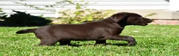 Labrador Retriever dogs for sale: Java - Ad 4