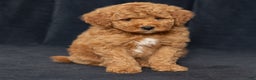 Mini Goldendoodle dogs for sale: Nioami - Ad 2