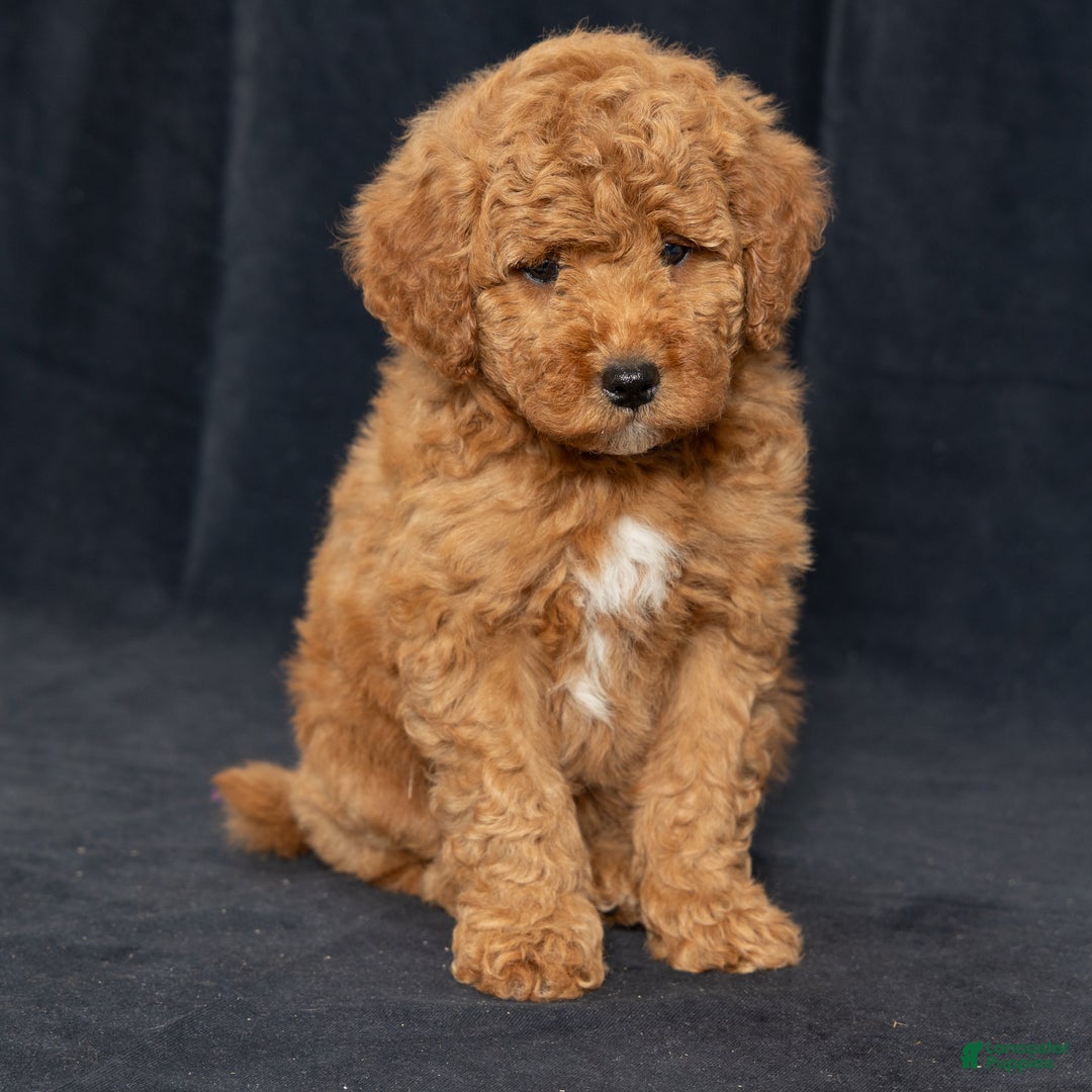 Mini Goldendoodle dogs for sale: Nioami - Ad 2