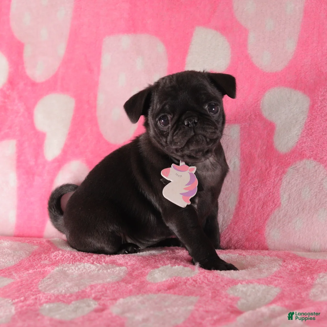 Pug dogs for sale: Lilac - Ad 2