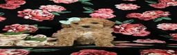 Miniature Poodle dogs for sale: Ophelia - Ad 2