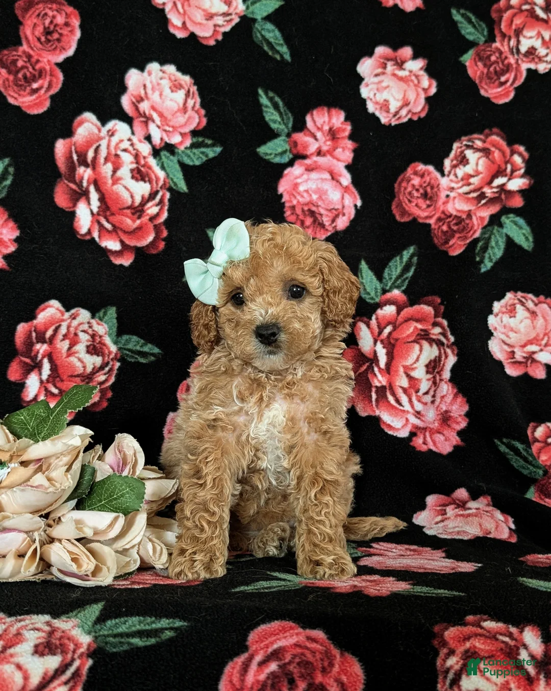 Miniature Poodle dogs for sale: Ophelia - Ad 2