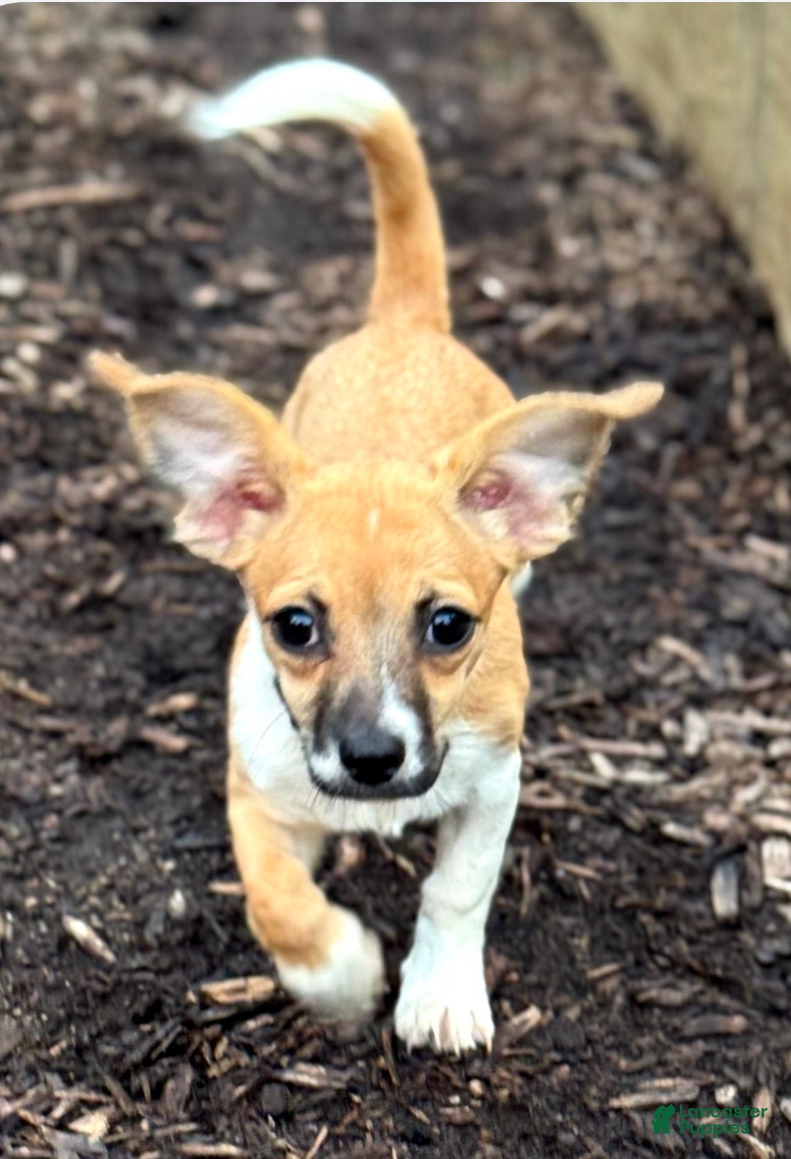 Chiweenie dogs Rosie - Ad 17