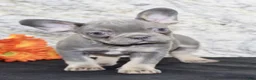 French Bulldog dogs for sale: Bella - Ad 6