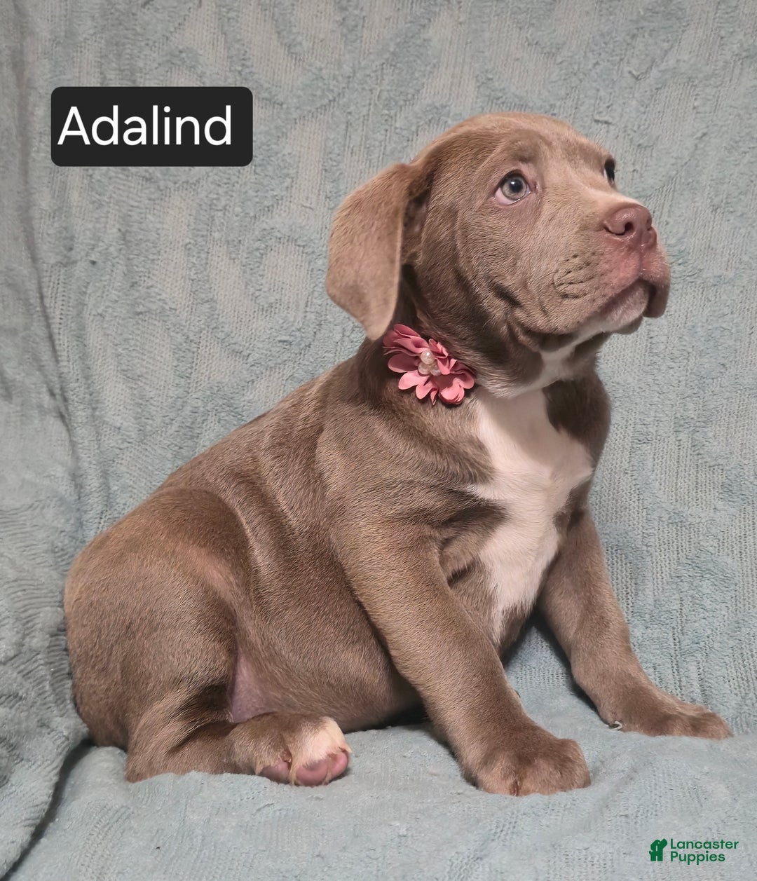 Cane Corso dogs for sale: Adalind - Ad 10