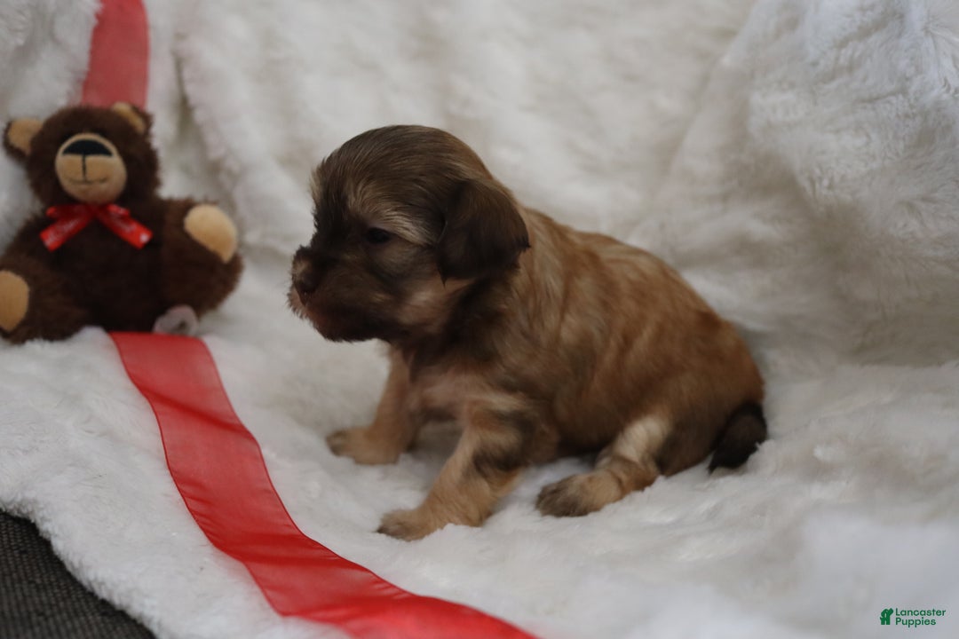 Havanese dogs for sale: Twinkles - Ad 2