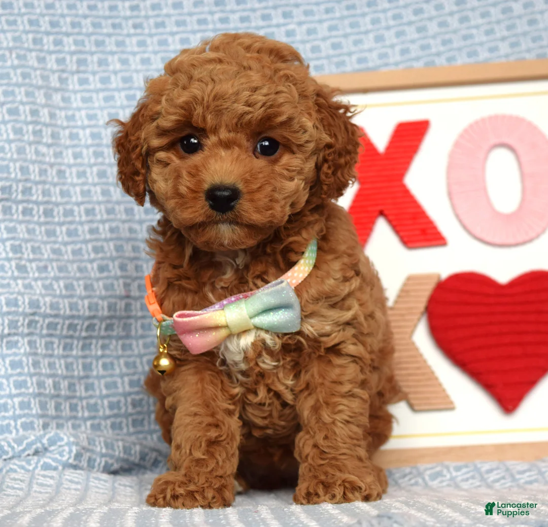 Toy Poodle dogs for sale: Piper - Ad 7