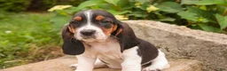 Basset Hound dogs for sale: Morgan - Ad 7