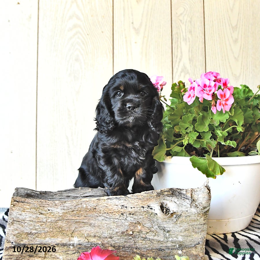 Cocker Spaniel dogs for sale: Rodney - Ad 1