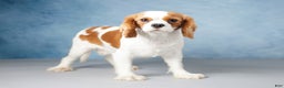Cavalier King Charles Spaniel dogs for sale: Bandit - Ad 6