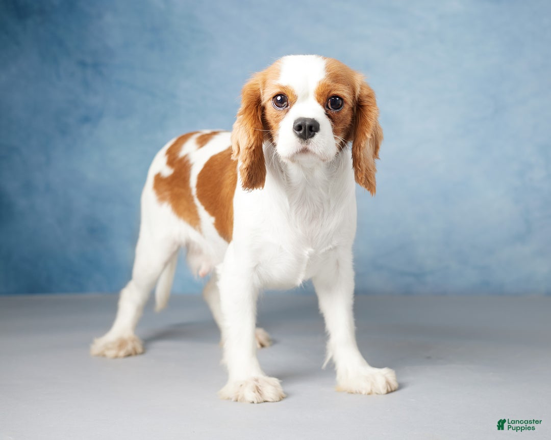 Cavalier King Charles Spaniel dogs for sale: Bandit - Ad 6