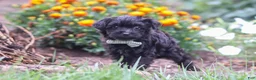 Yorkiepoo dogs for sale: Randall - Ad 1