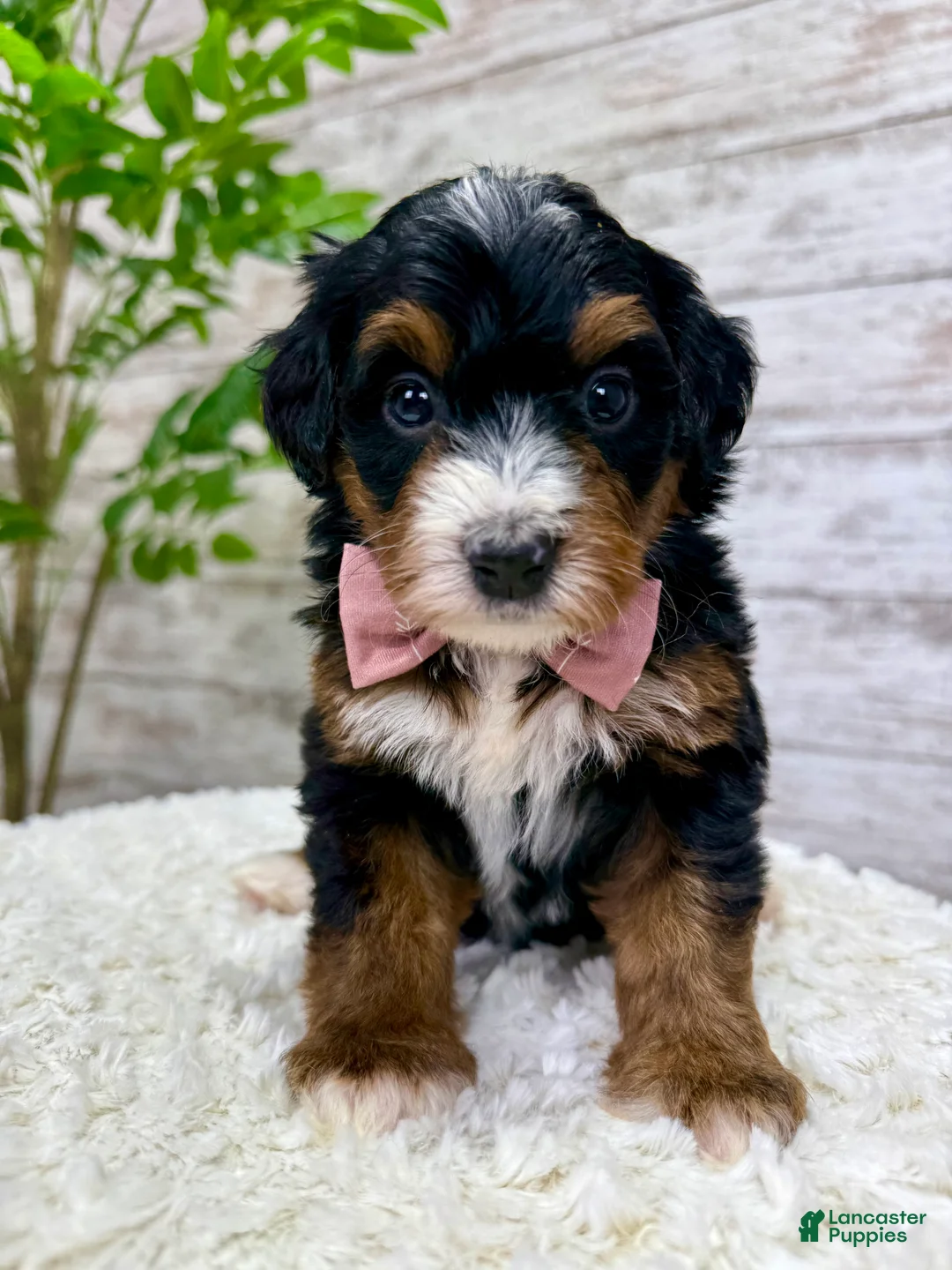 Mini Bernedoodle dogs for sale: 🌹Rosie - Ad 5