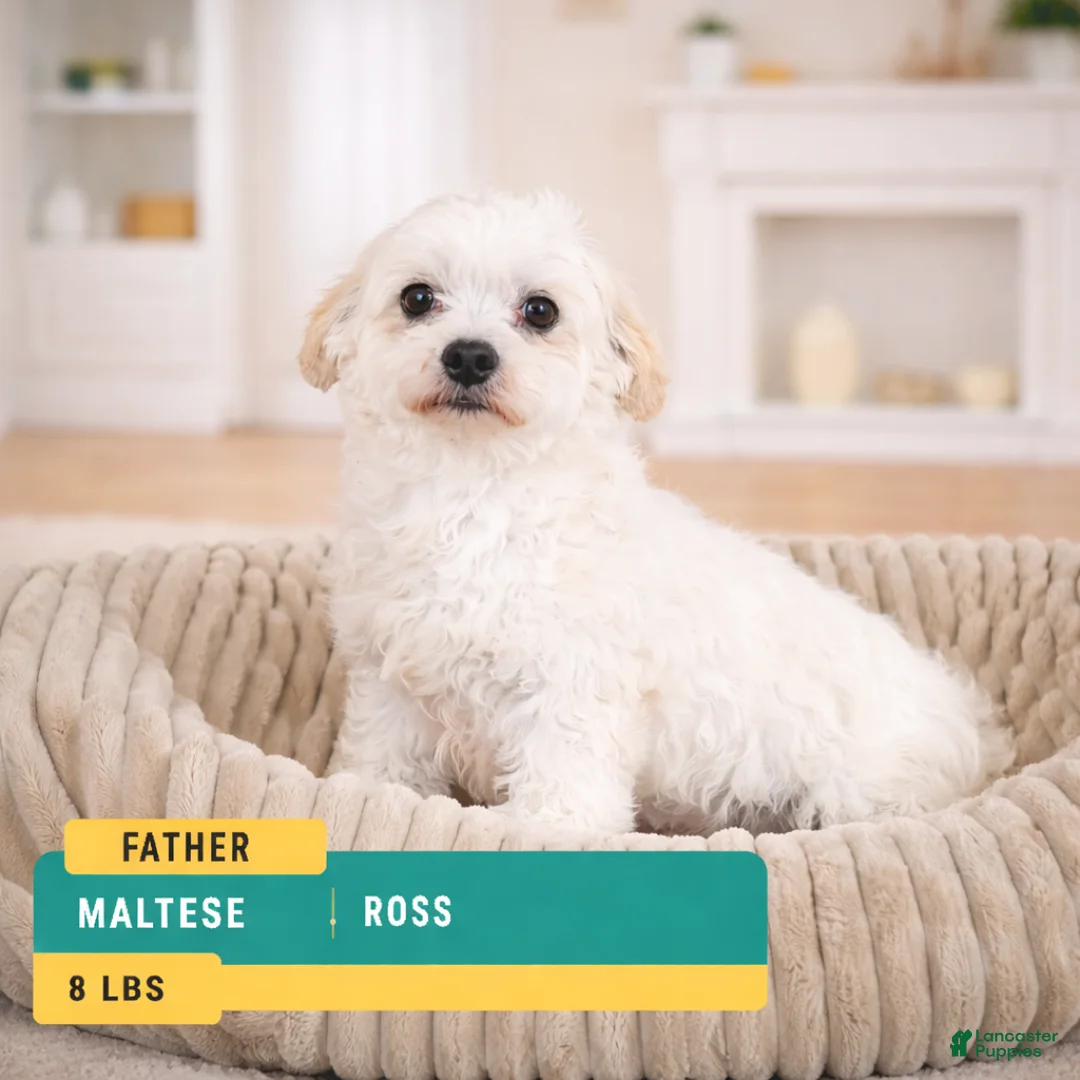 Maltipoo dogs for sale: CODY - Ad 11