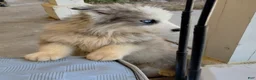 Alaskan Malamute dogs for sale: Girl 1 - Ad 10