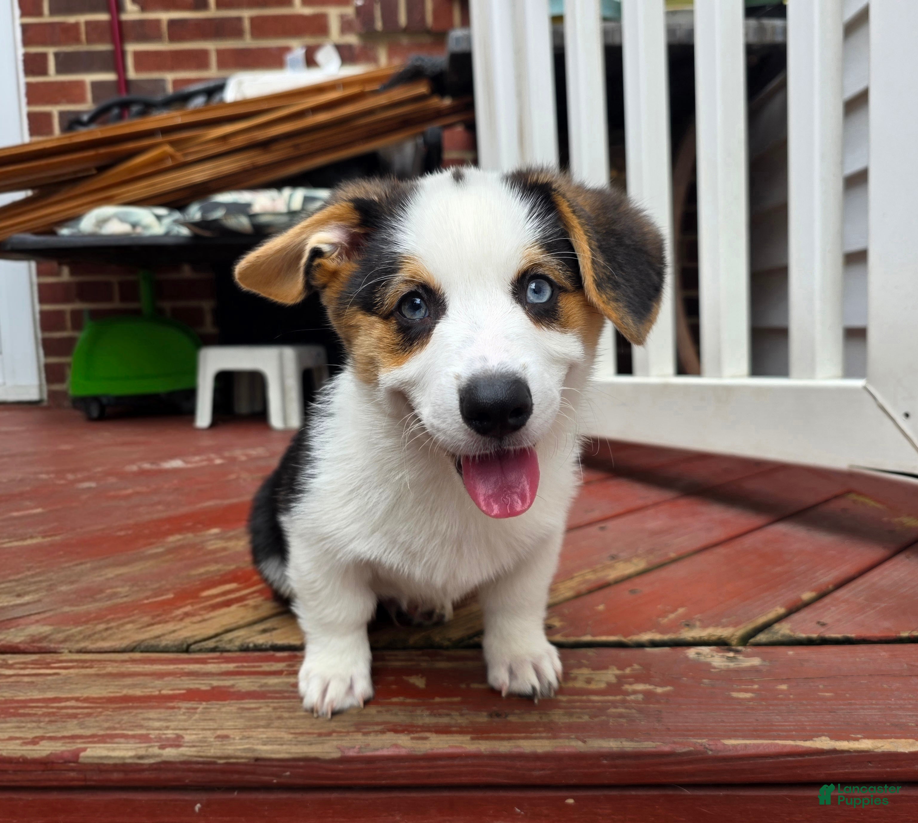 Welsh Corgi Pembroke dogs Welsh Corgi Pembroke 2 - Ad 1