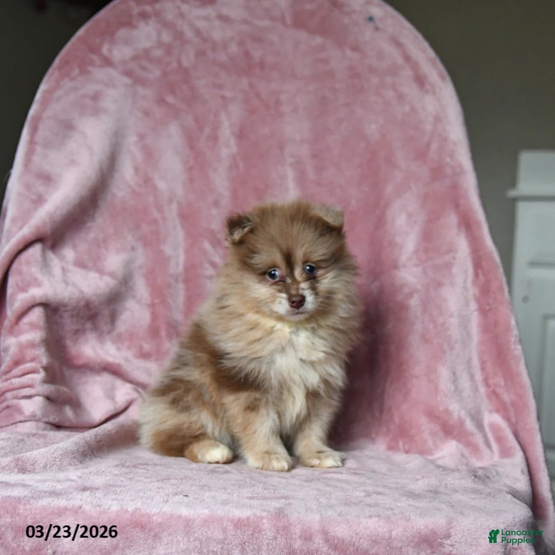 Pomeranian dogs for sale: Ollie - Ad 1