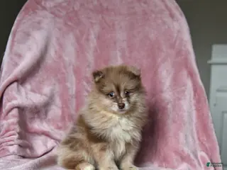 Pomeranian dogs for sale: Ollie - Ad 1