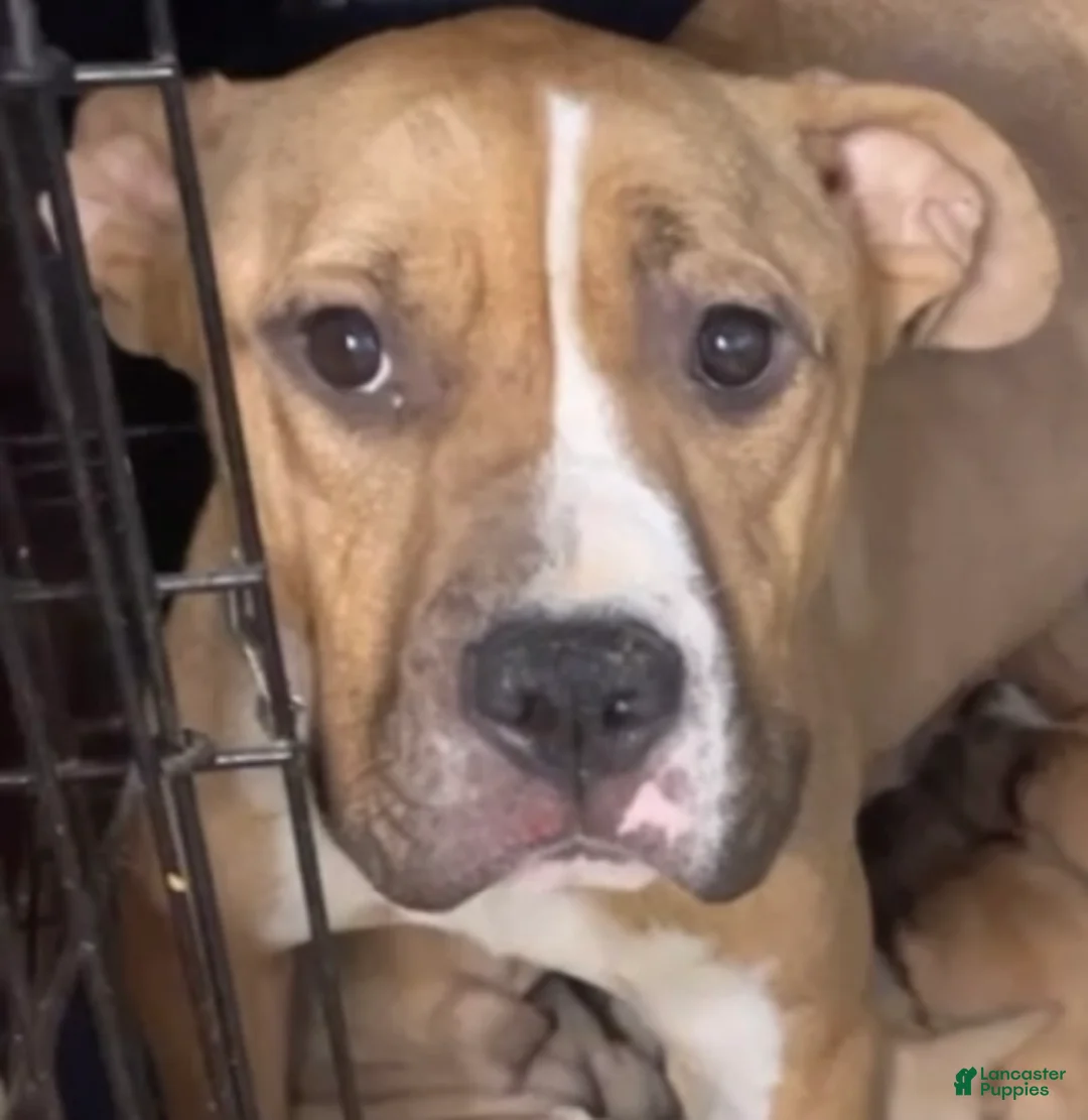 American Bully dogs for sale: American Bully Puppy 1 - Ad 2