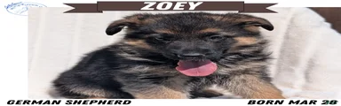 Zoey