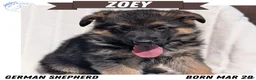 German Shepherd dogs for sale: Zoey - Ad 1