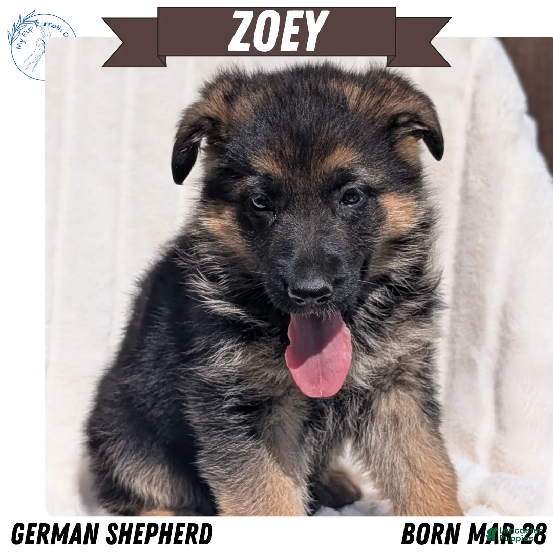 German Shepherd dogs for sale: Zoey - Ad 1