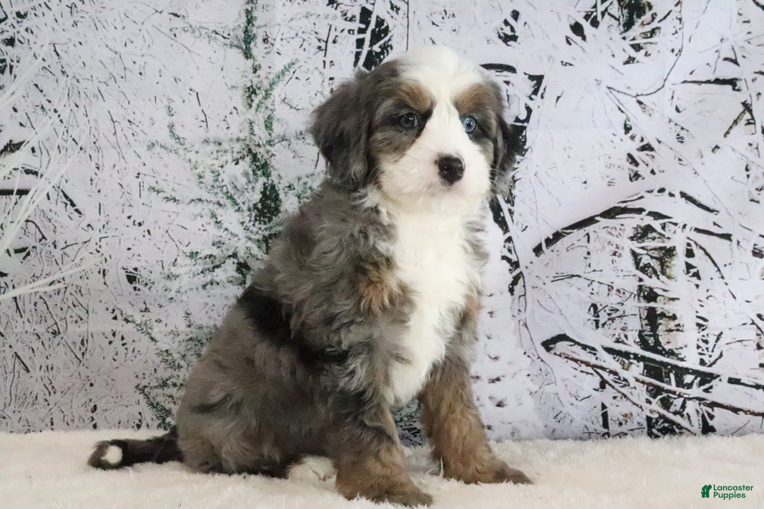 Mini Bernedoodle dogs for sale: Rudolph - Ad 4